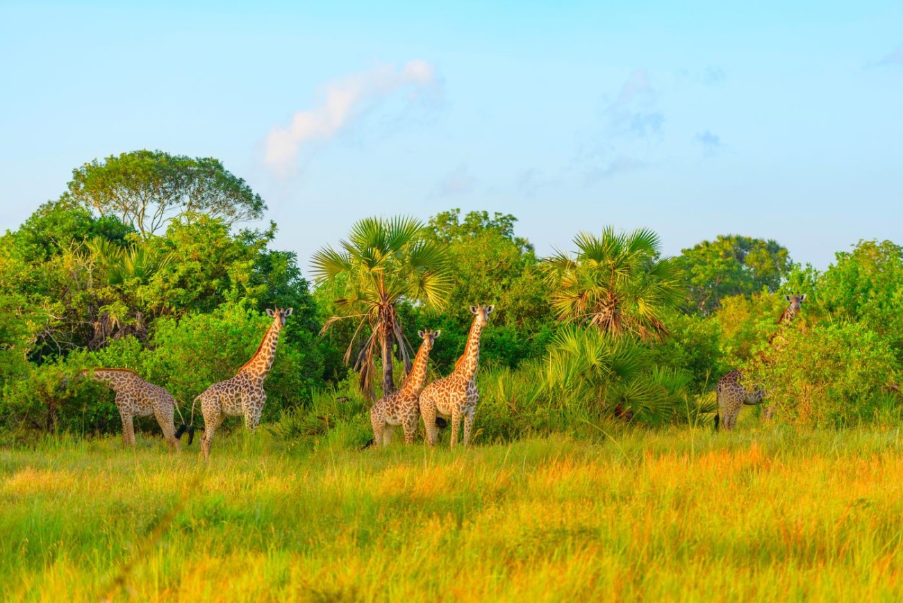 Girafes en Tanzanie