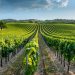 À la découverte des vignobles bio en France
